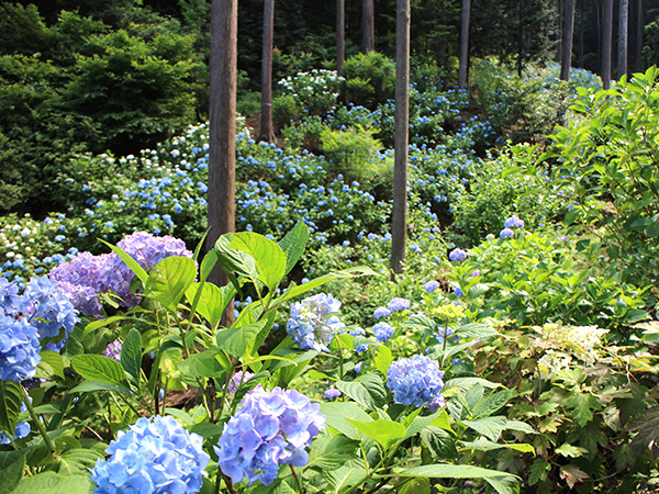 南沢あじさい山